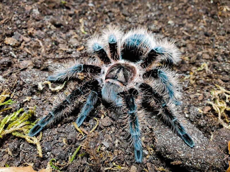 Паук Brachypelma boehmei
