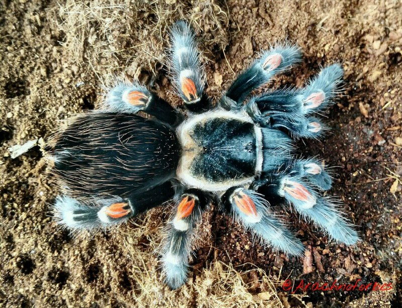 Brachypelma auratum