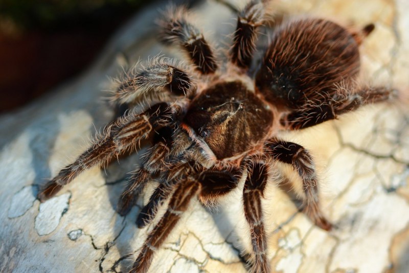 Паук-птицеед Chromatopelma cyaneopubescens