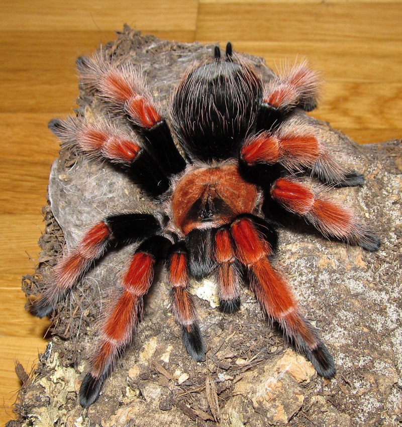 Паук-птицеед Brachypelma smithi, самка