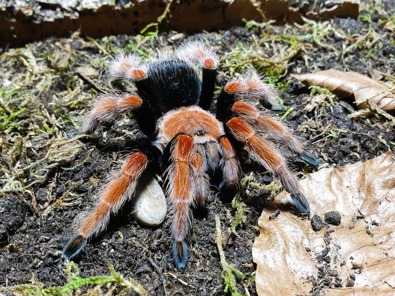 Avicularia versicolor (Авикулярия версиколор)