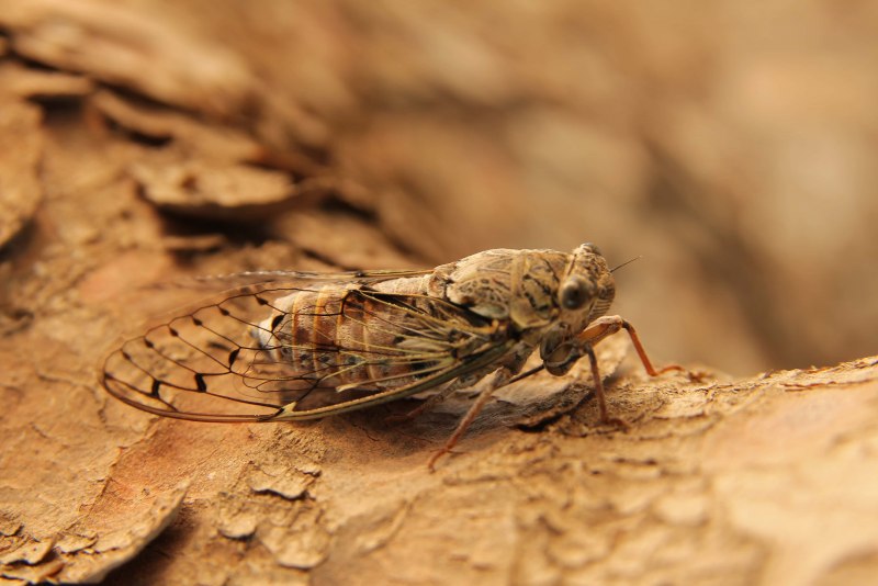 Мельничная огневка Ephestia kuehniella