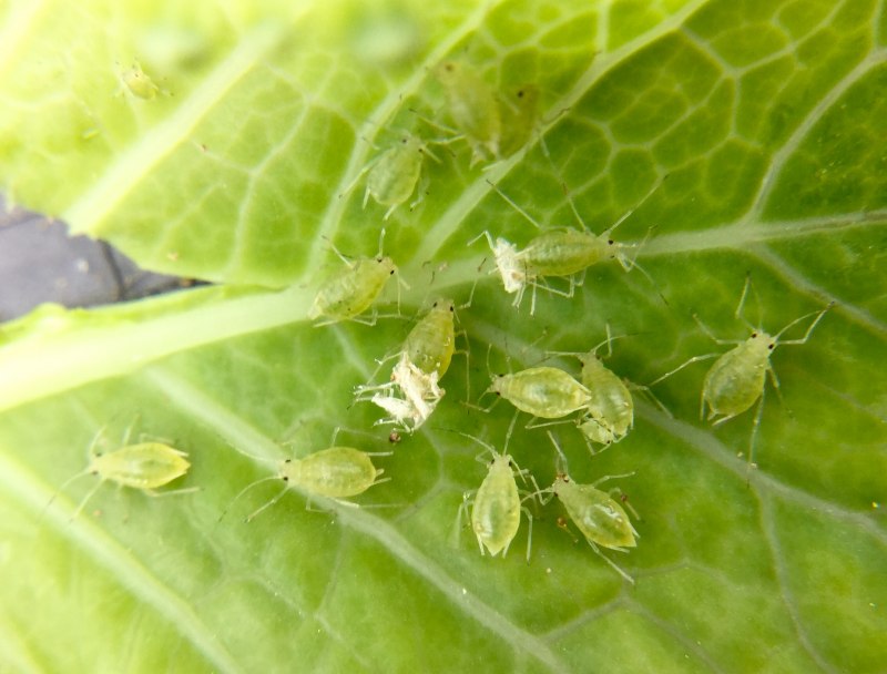 Yponomeuta cagnagella