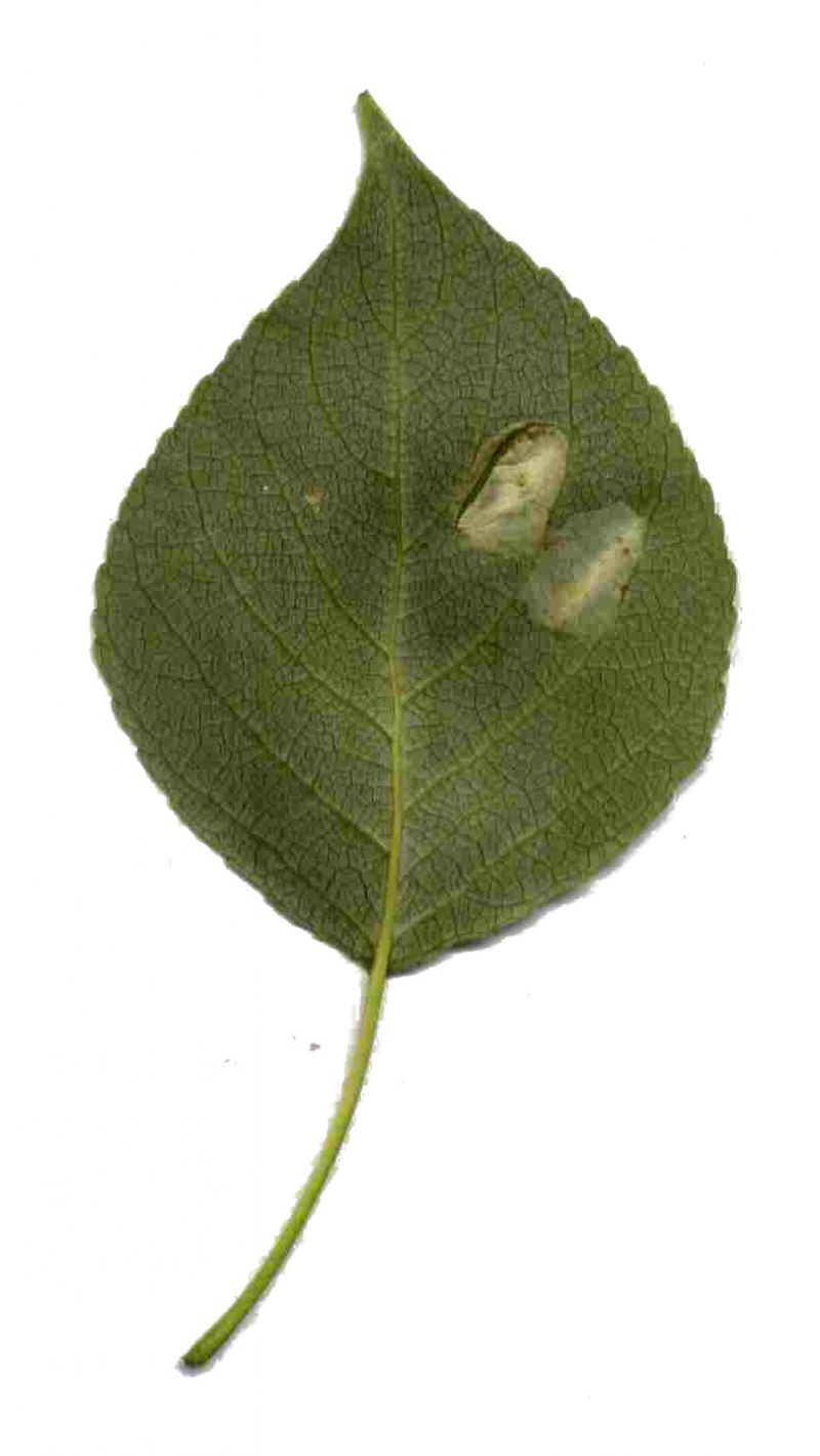 Мотылёк и моль разница