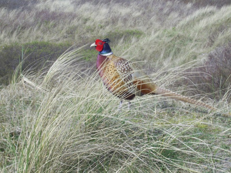 Фазан обыкновенный Phasianus colchicus