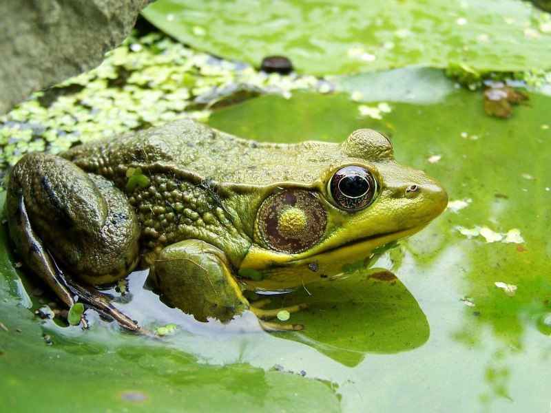 Болотная жаба (64 фото)