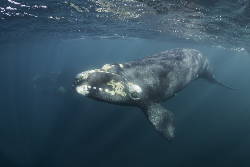Северный кит (74 фото)