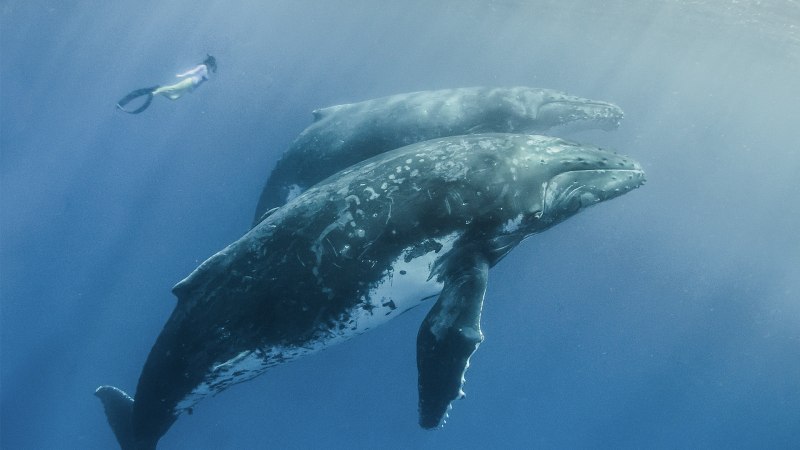 Кит Balaenoptera musculus