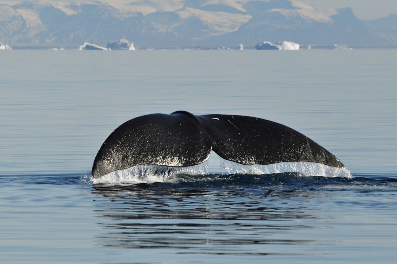 Японский кит Eubalaena glacialis japonica