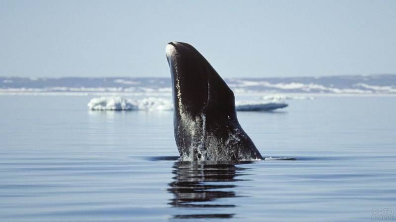 Северный гладкий кит (Eubalaena glacialis)