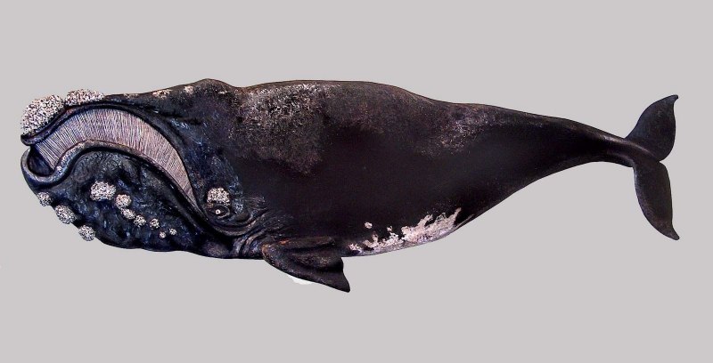 Японский гладкий кит (Eubalaena japonica)