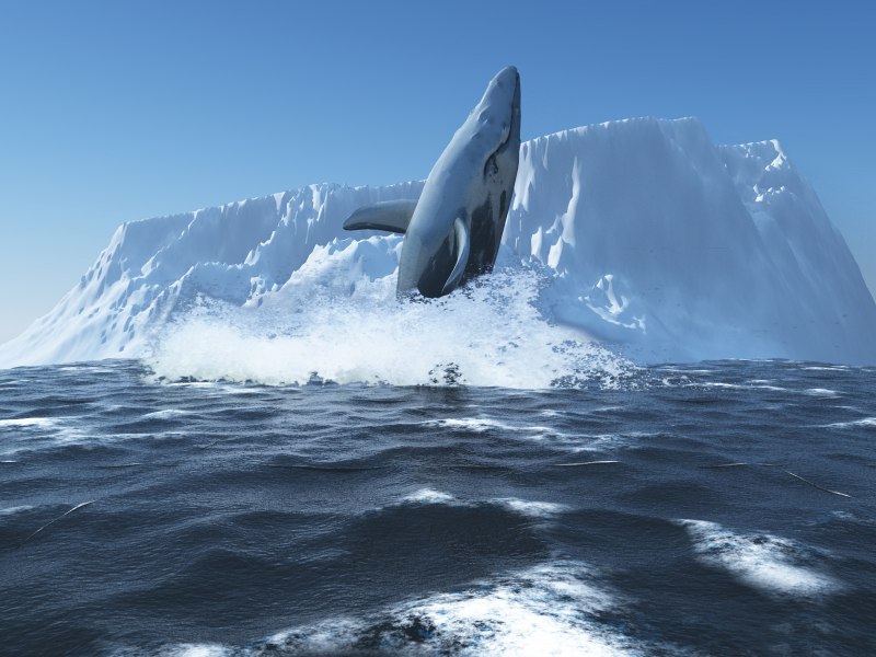 Североатлантический гладкий кит (Eubalaena glacialis Müller).