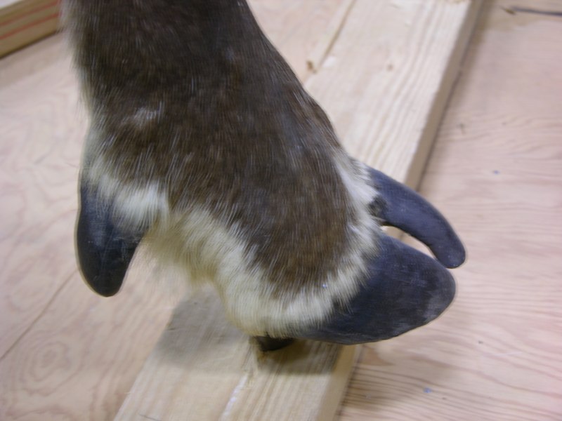 Конское копыто
