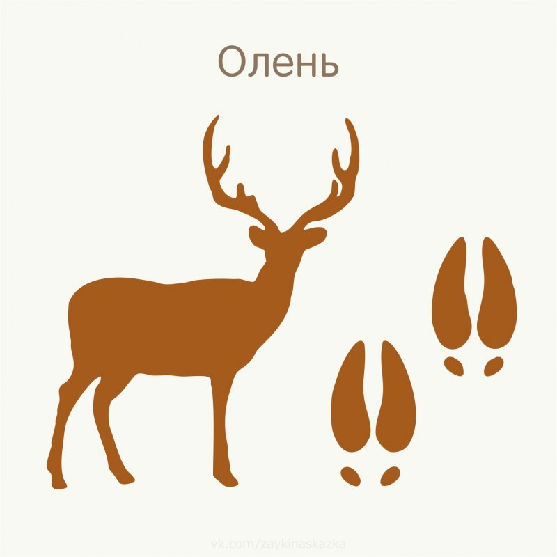 Новоземельский Северный олень