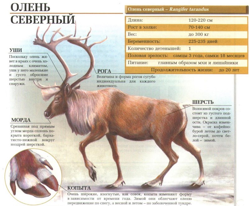 Северный олень в тундре