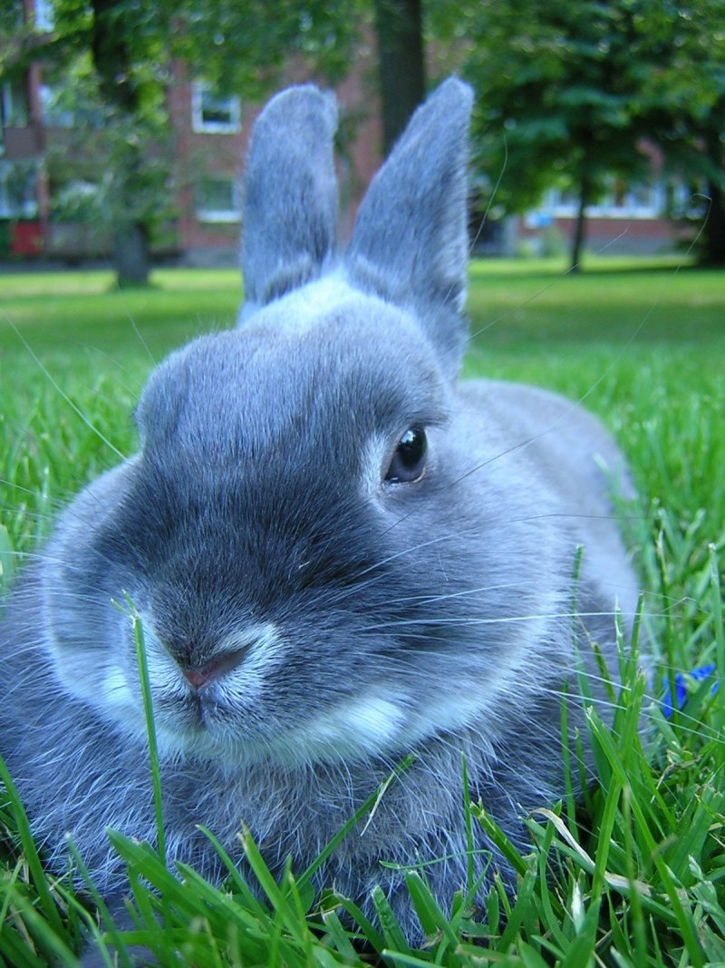 Голубой кролик (70 фото)