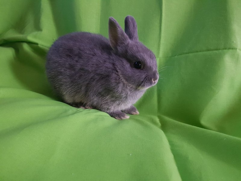 Американский голубой кролик