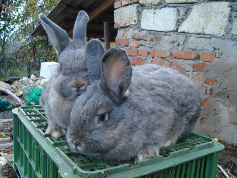 Кролик черно белый