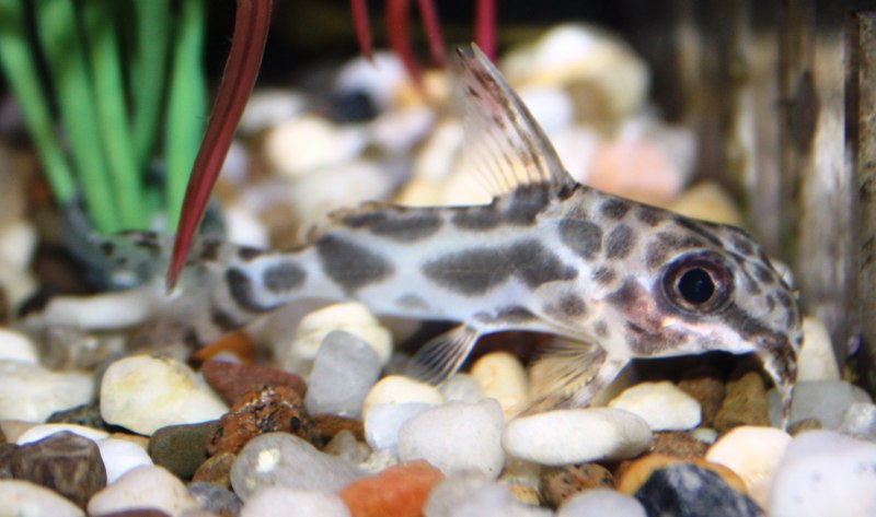 Синодонтис эуптерус (Synodontis eupterus)