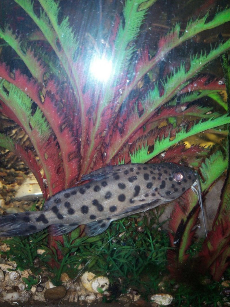 Синодонтис эуптерус (Synodontis eupterus)