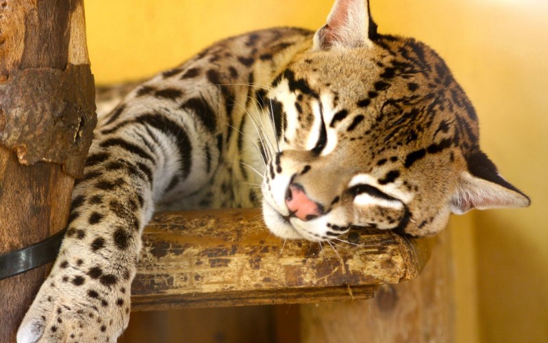 Леопардовая кошка Оцелот