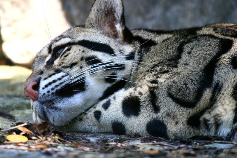 Онцилла тигровая кошка