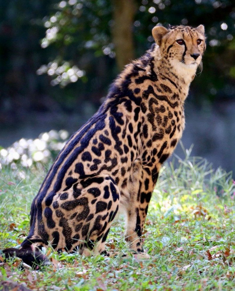 Леопард Panthera pardus