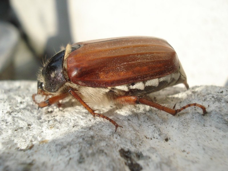 Amphimallon solstitialis