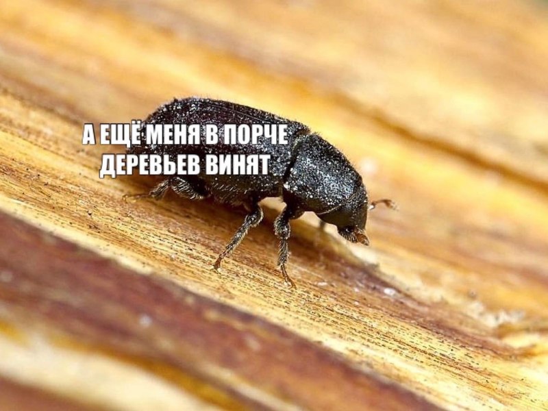 Виноградный хрущ