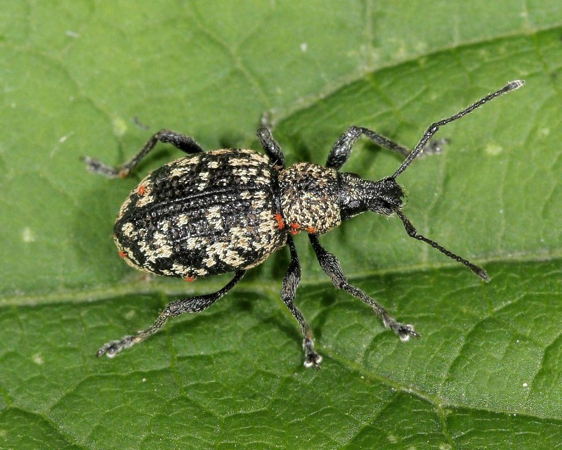 Chrysolina coerulans