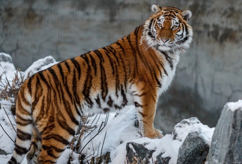Амурский уссурийский тигр (72 фото)