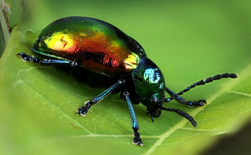 Листоед ясноточный (Chrysolina fastuosa)