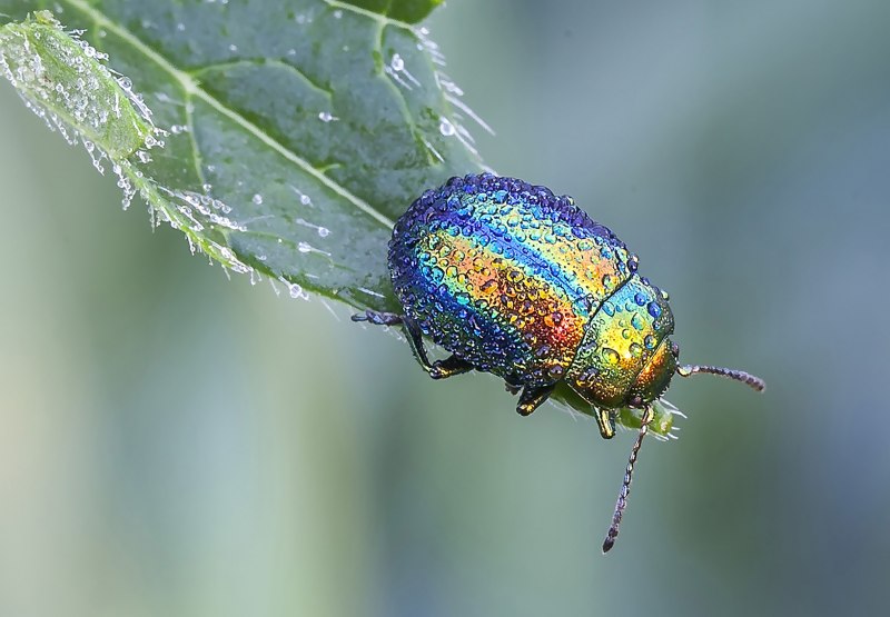 Листоед Chrysolina varians