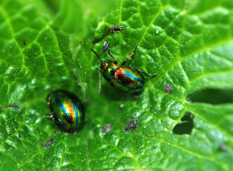 Листоед ясноточный (Chrysolina fastuosa)
