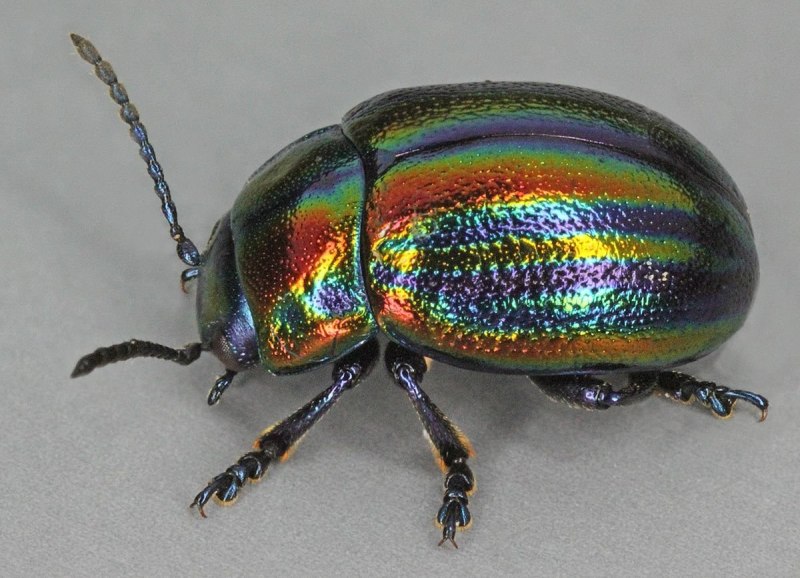 Листоед ясноточный (Chrysolina fastuosa)