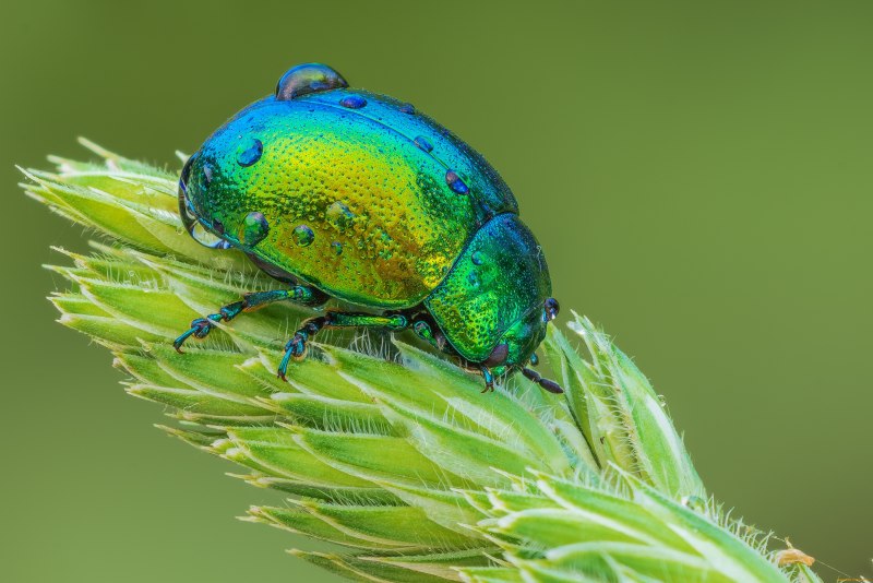 Листоед краснокаемчатый (Chrysolina sanguinolenta)