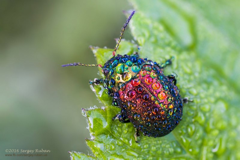 Листоед Chrysolina graminis