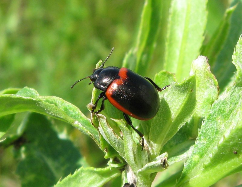 Chrysolina Americana