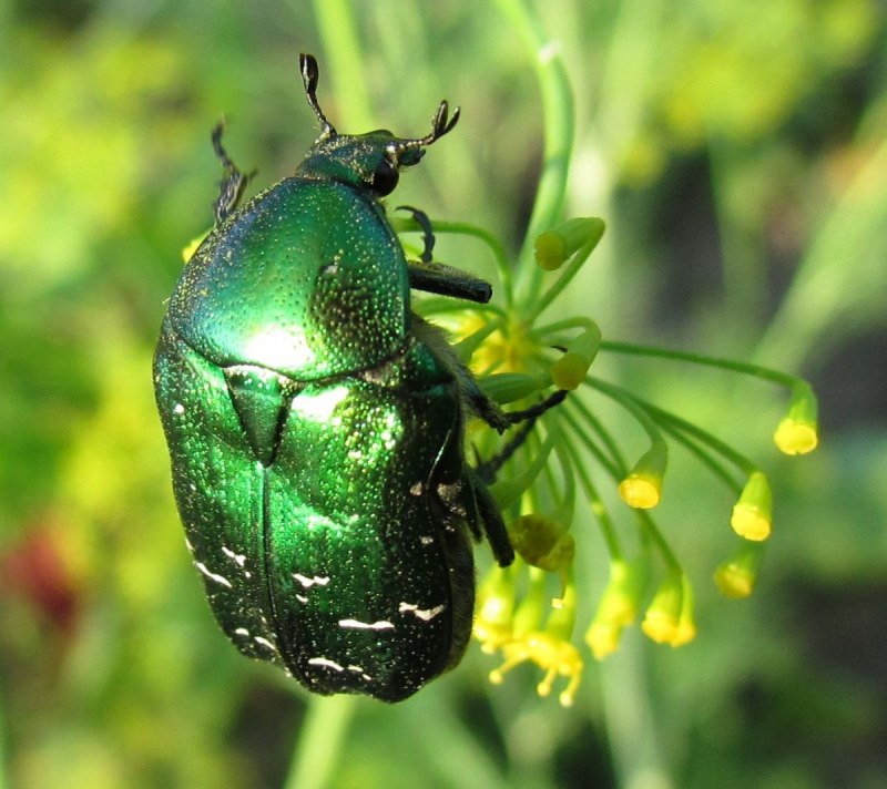 Gonioctena viminalis