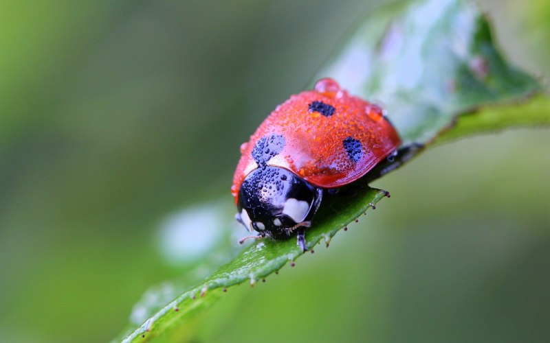 Chrysolina Americana