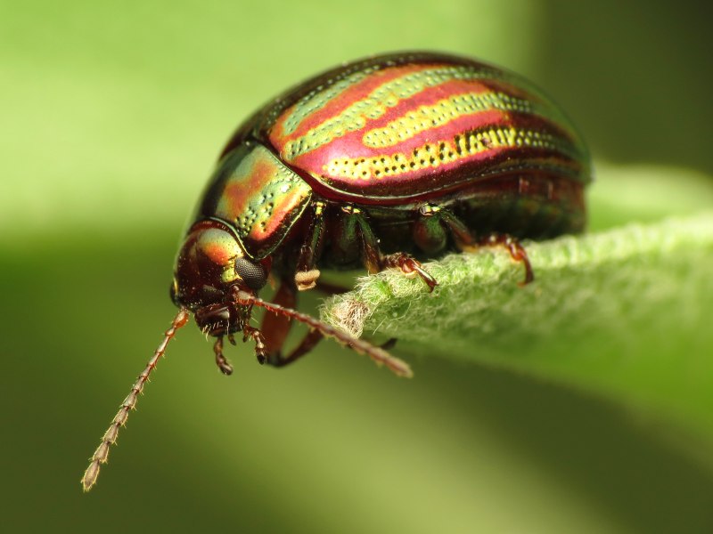 Crioceris duodecimpunctata