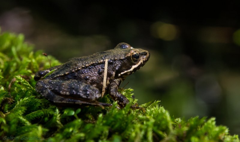 Bombina orientalis