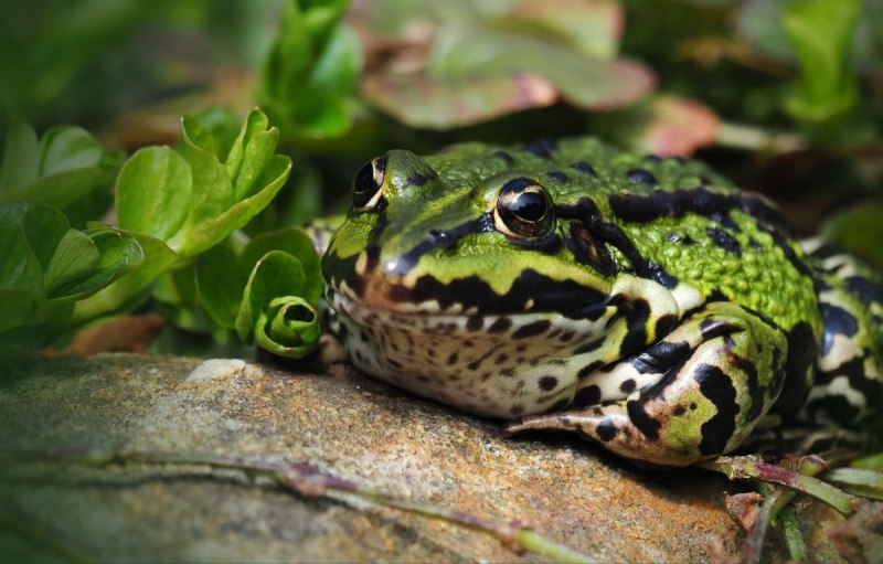 Bombina maxima