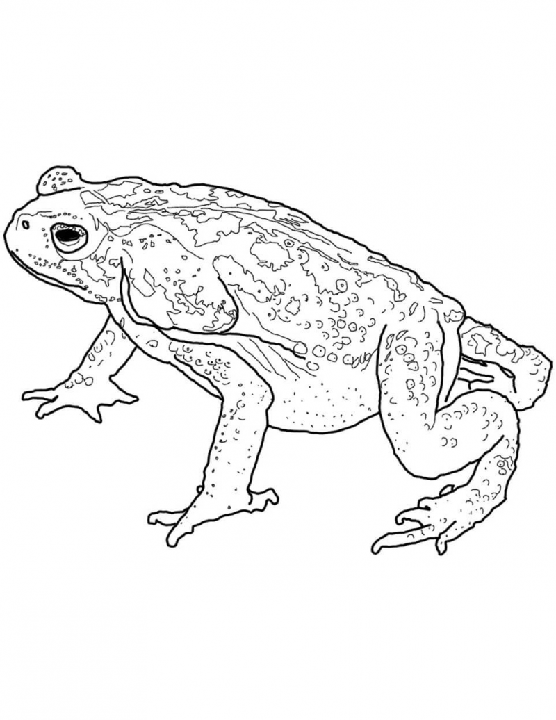 Желтобрюхая жерлянка Bombina variegata