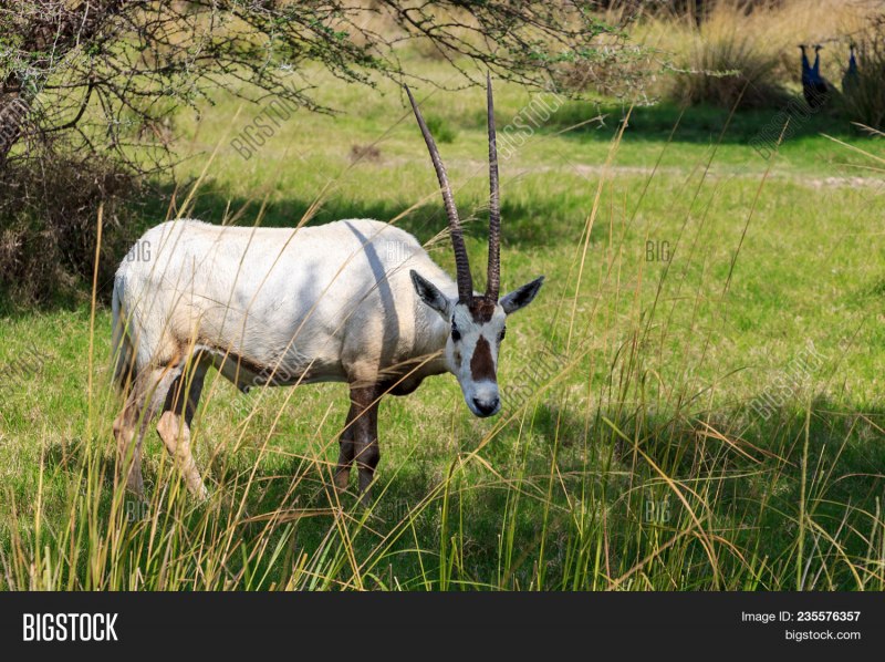 Scimitar-Horned Oryx