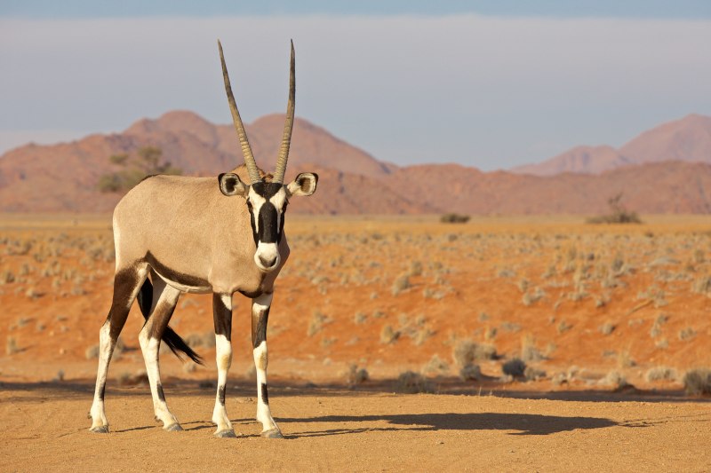 Scimitar-Horned Oryx