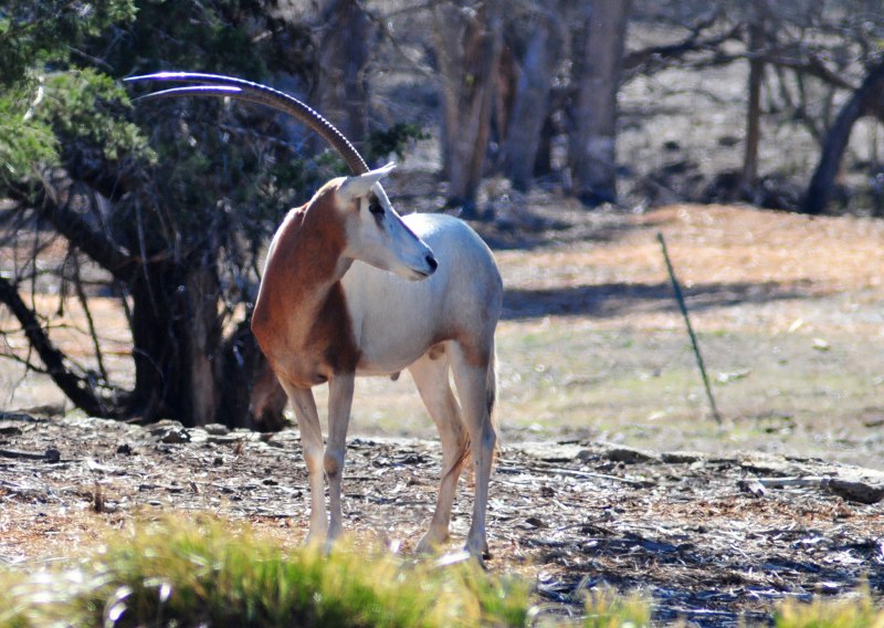 Oryx dammah