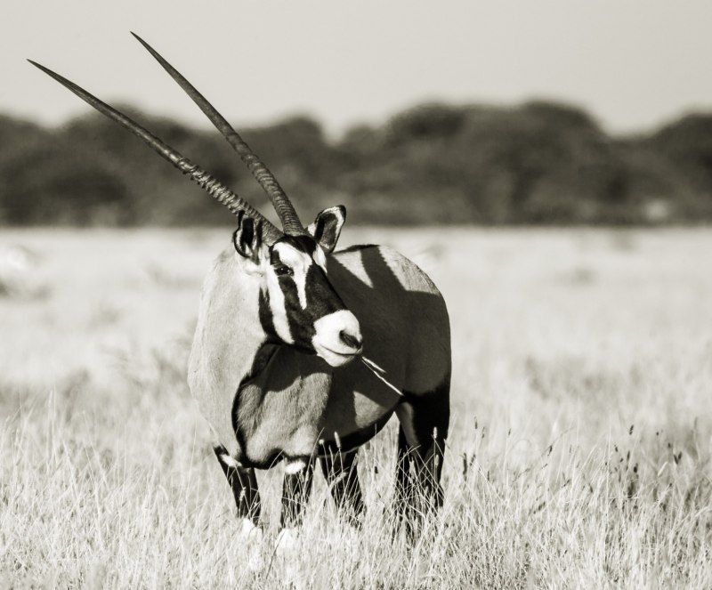 Scimitar-Horned Oryx