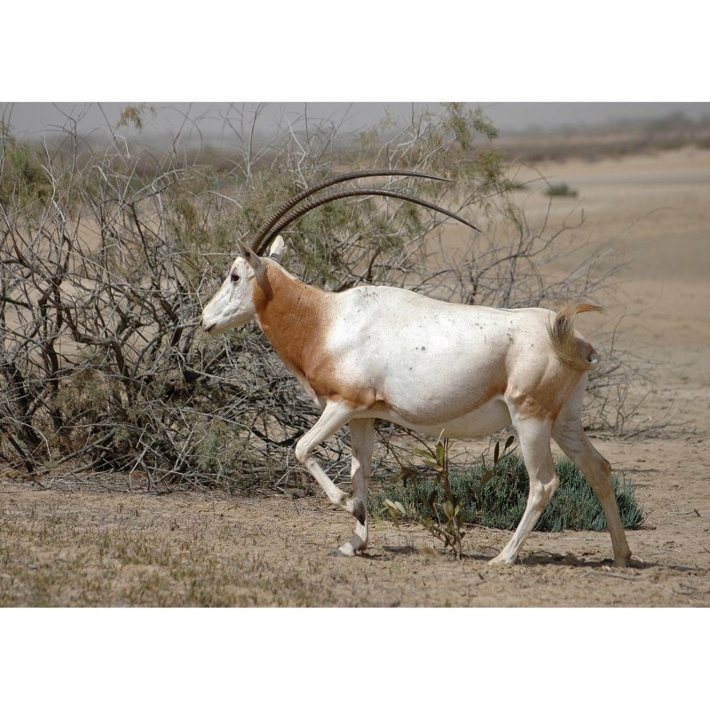 Oryx Gazella