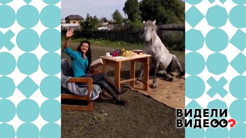 Художественная стрижка лошадей